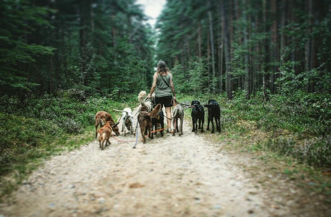 Bilder Doglife