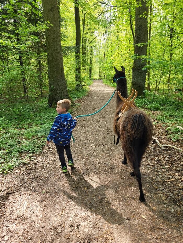 Bilder Lama-Ranch Bad Vilbel
