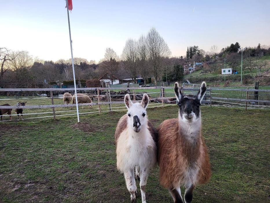 Bilder Lama-Ranch Bad Vilbel