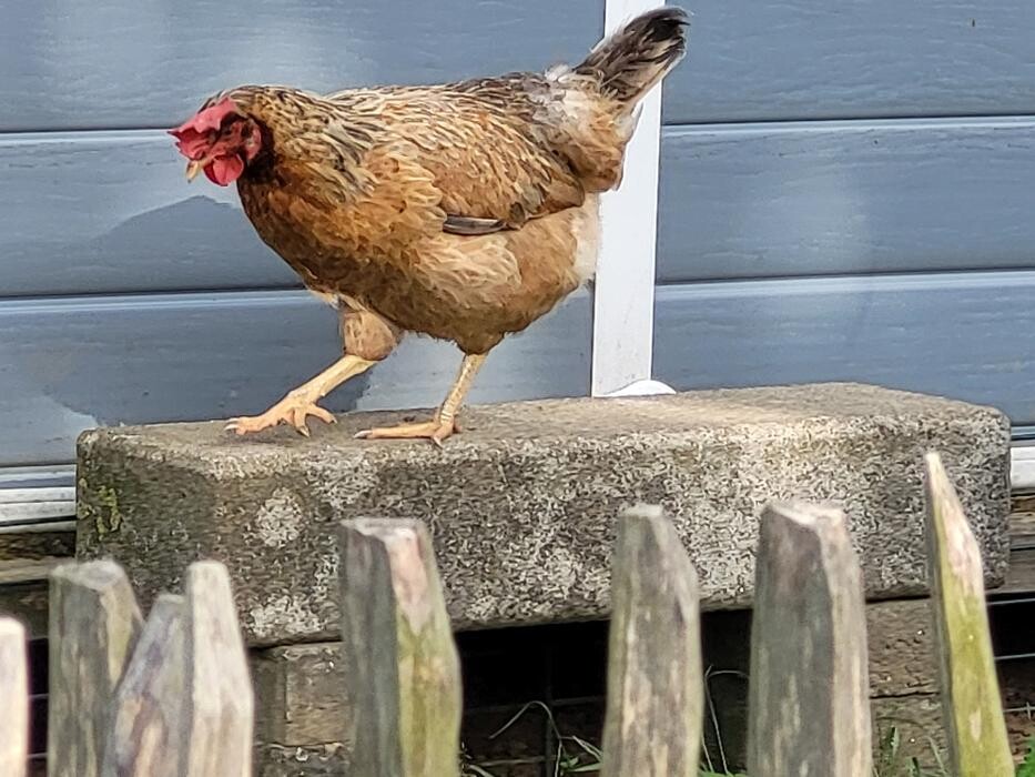 Bilder Lama-Ranch Bad Vilbel
