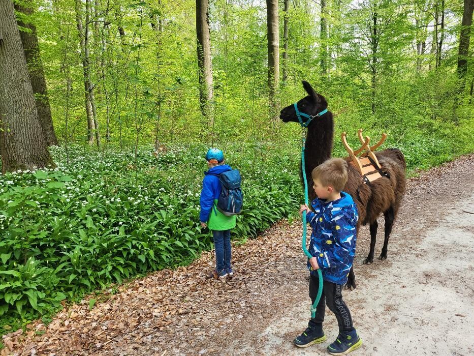 Bilder Lama-Ranch Bad Vilbel