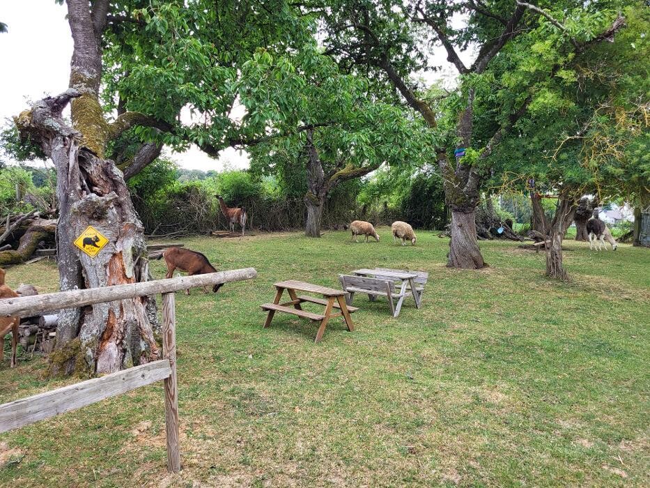 Bilder Lama-Ranch Bad Vilbel