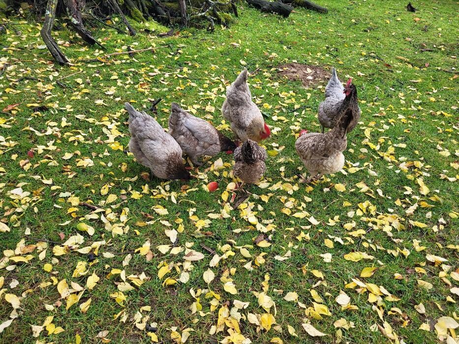 Bilder Lama-Ranch Bad Vilbel