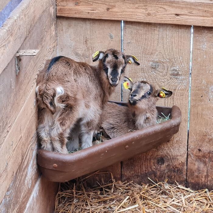 Bilder Lama-Ranch Bad Vilbel