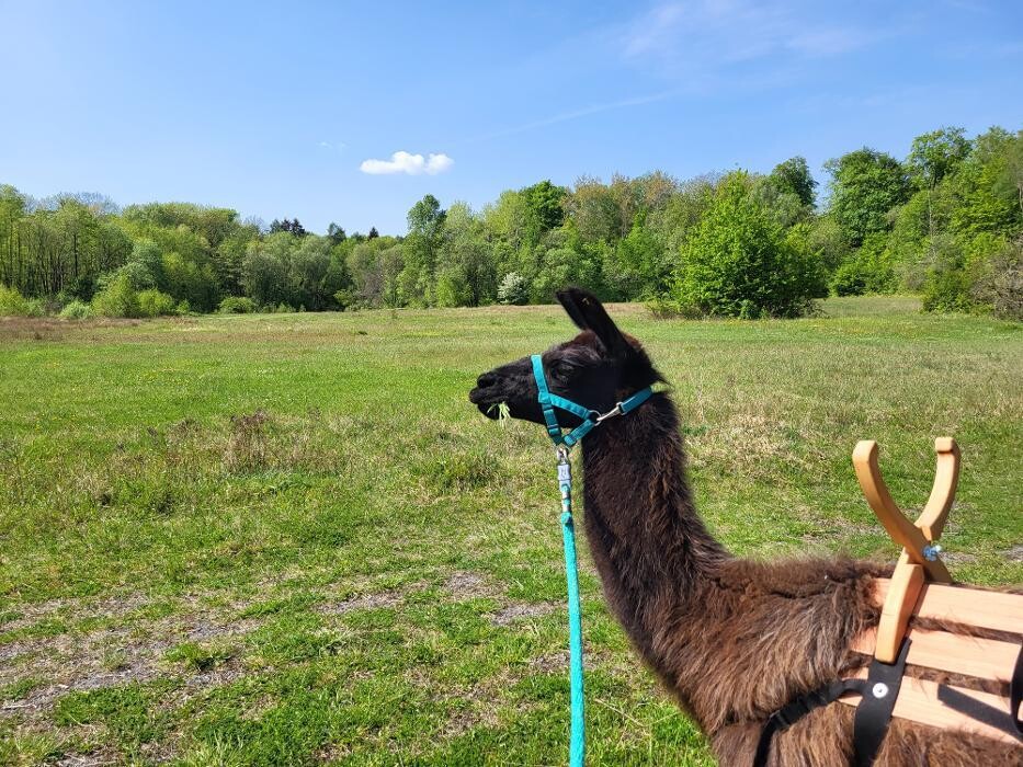 Bilder Lama-Ranch Bad Vilbel