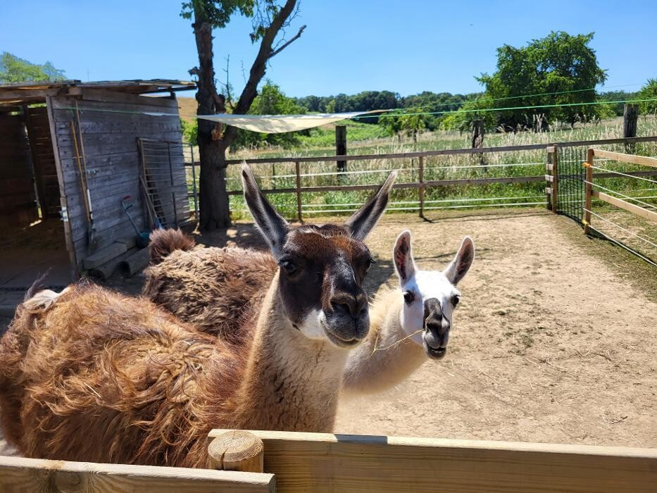 Bilder Lama-Ranch Bad Vilbel