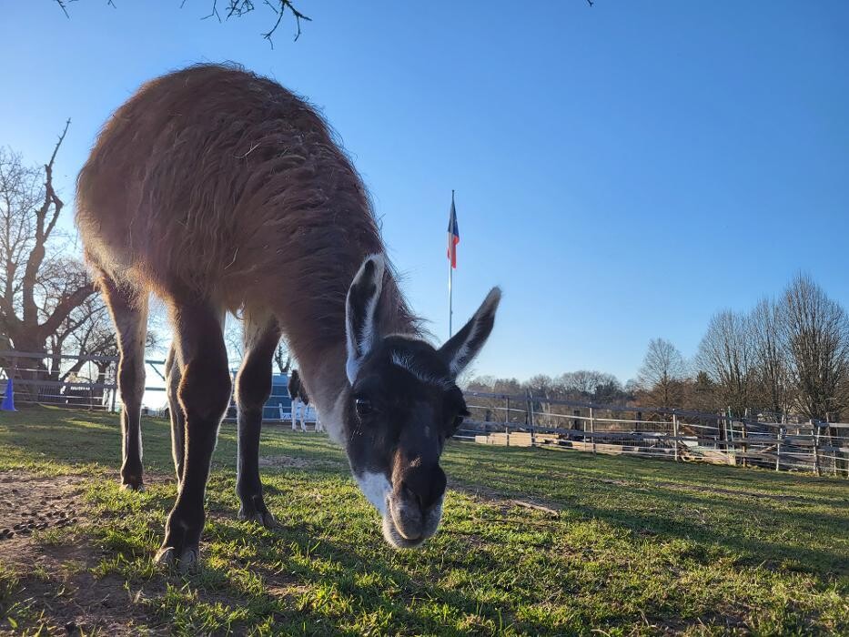 Bilder Lama-Ranch Bad Vilbel