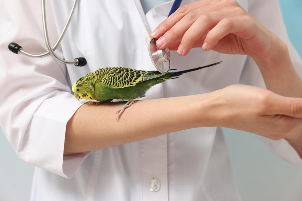 Bilder Tierarzt Dr. med. vet. Laviniu Radu