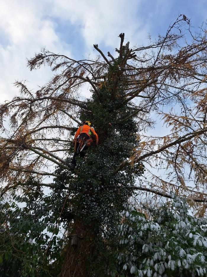 Bilder Baum & Garten OH