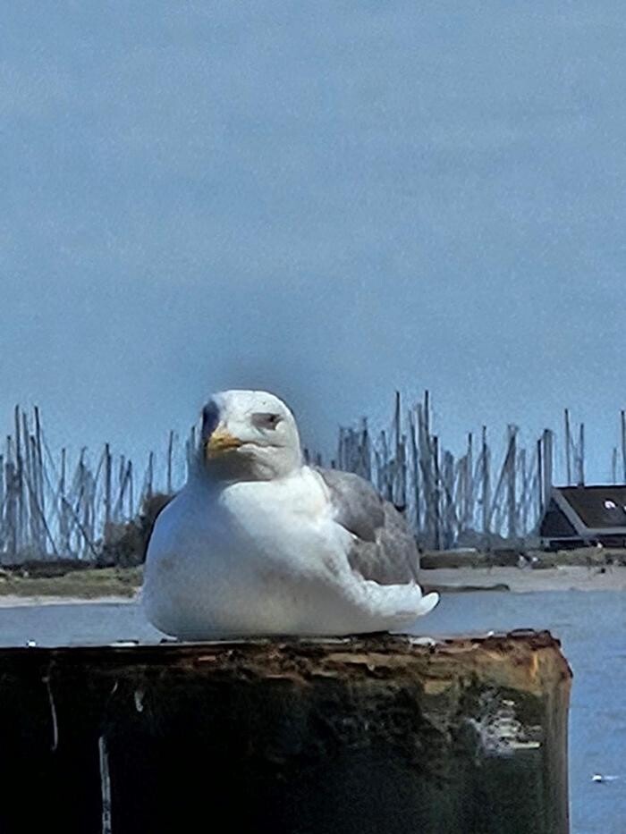 Bilder Ferienwohnung Strandläufer