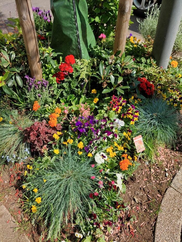 Bilder Blumen Dahlmann