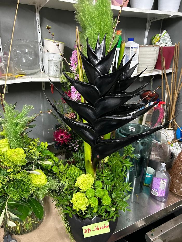 Bilder Blumen Dahlmann