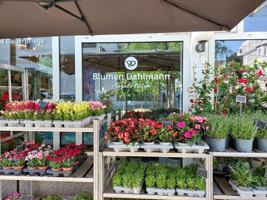 Bilder Blumen Dahlmann