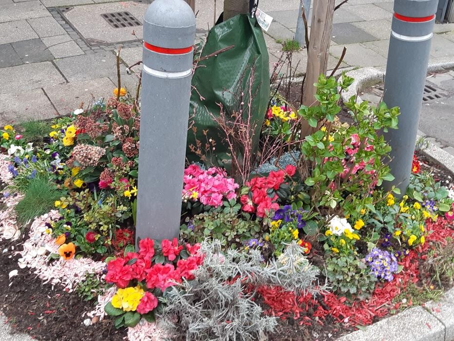 Bilder Blumen Dahlmann