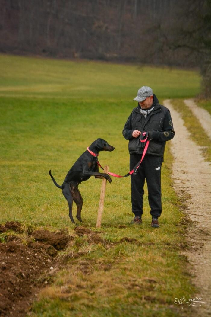 Bilder H.O.N.A.S - Mobile Hundeschule