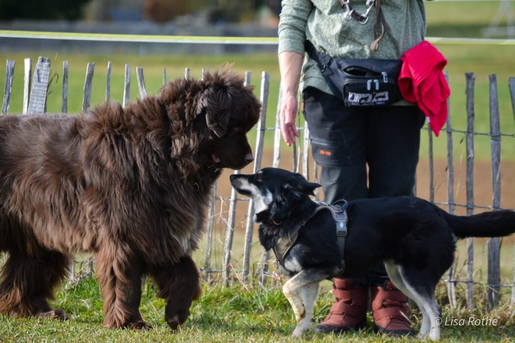Bilder H.O.N.A.S - Mobile Hundeschule