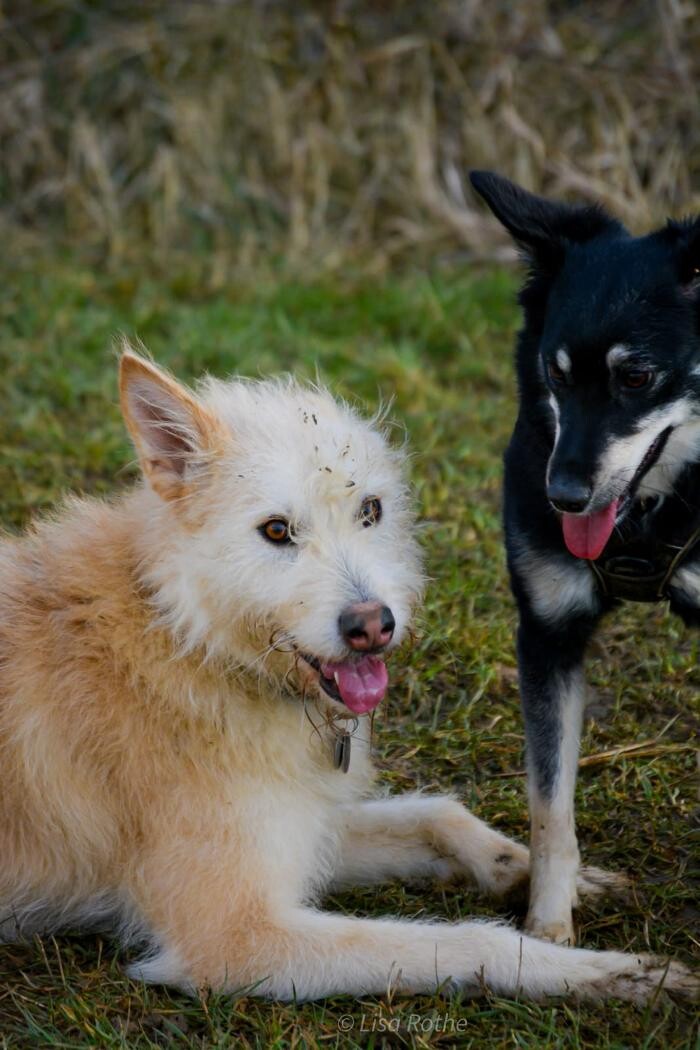 Bilder H.O.N.A.S - Mobile Hundeschule