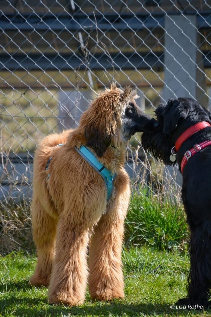 Bilder H.O.N.A.S - Mobile Hundeschule