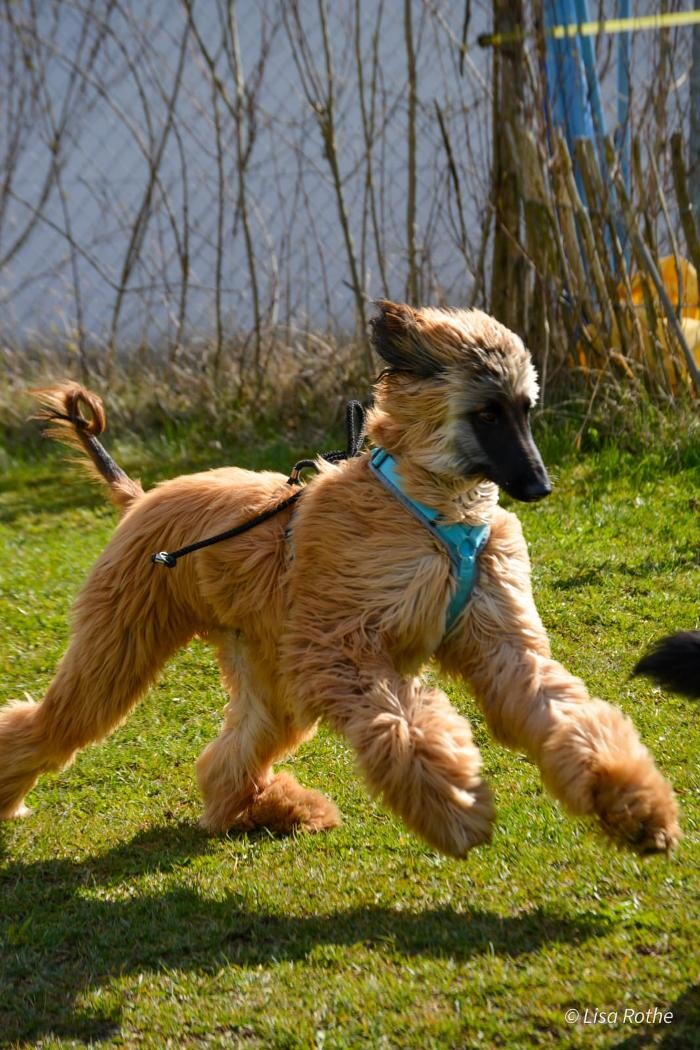 Bilder H.O.N.A.S - Mobile Hundeschule