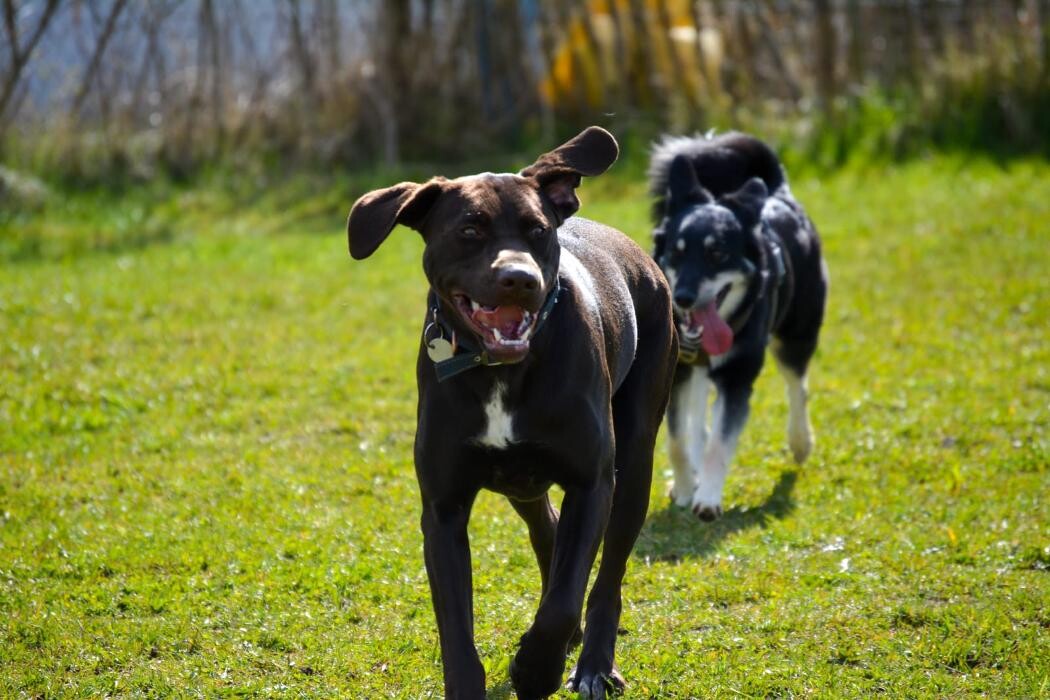 Bilder H.O.N.A.S - Mobile Hundeschule