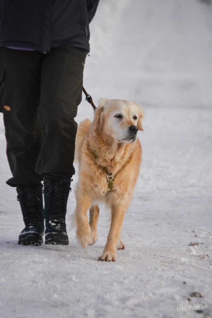 Bilder H.O.N.A.S - Mobile Hundeschule