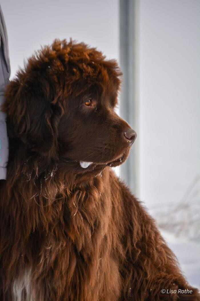 Bilder H.O.N.A.S - Mobile Hundeschule