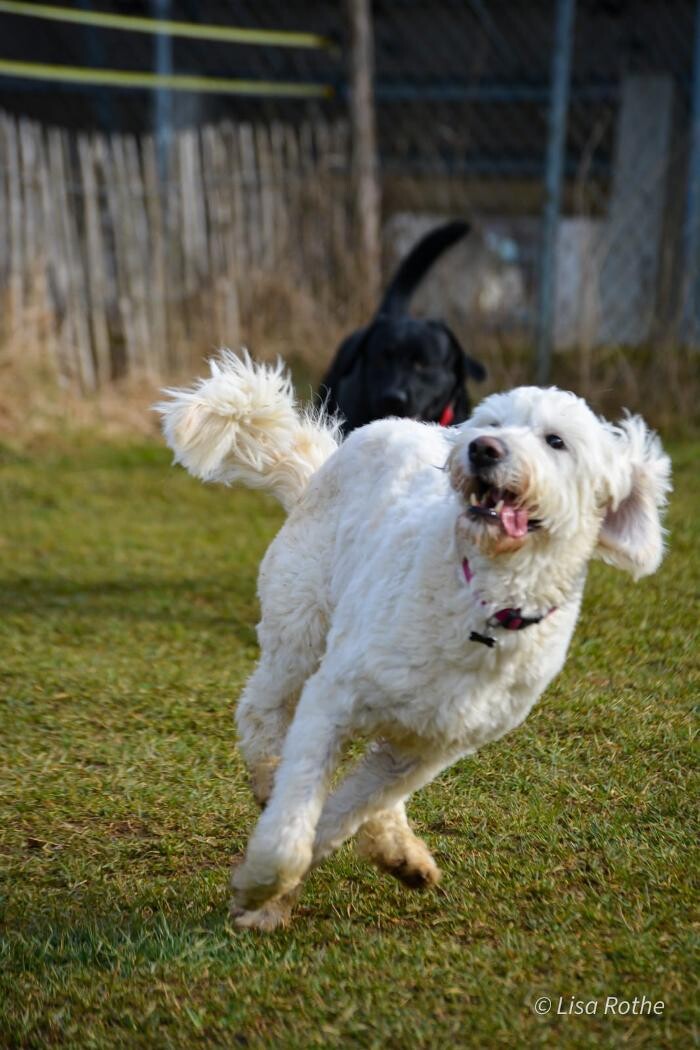 Bilder H.O.N.A.S - Mobile Hundeschule