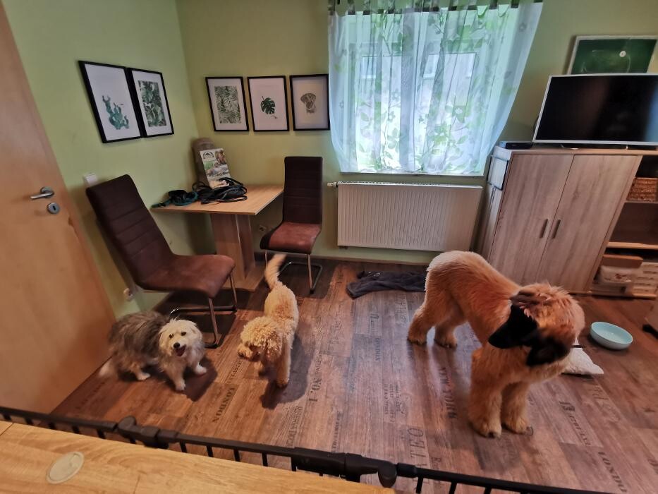 Bilder H.O.N.A.S - Mobile Hundeschule