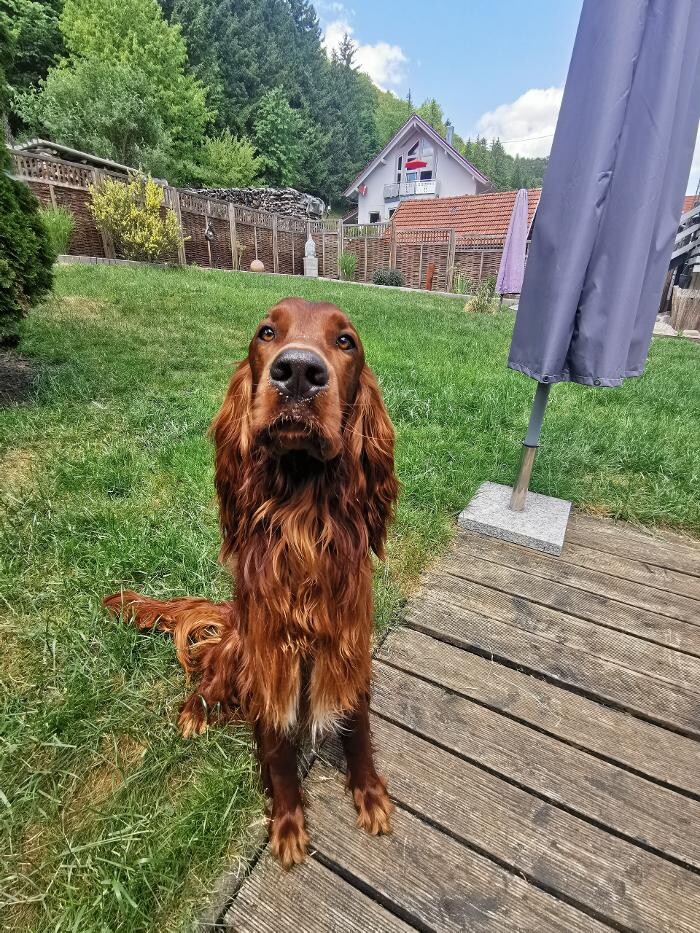 Bilder H.O.N.A.S - Mobile Hundeschule