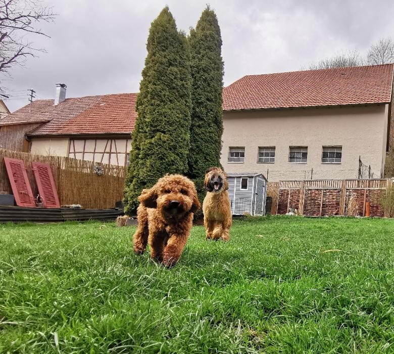 Bilder H.O.N.A.S - Mobile Hundeschule