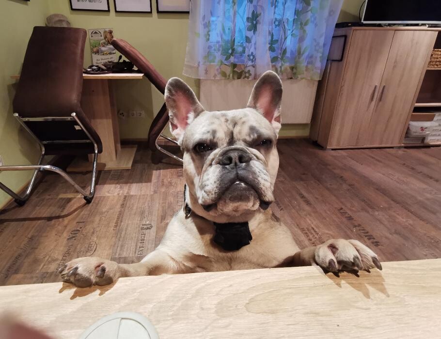 Bilder H.O.N.A.S - Mobile Hundeschule