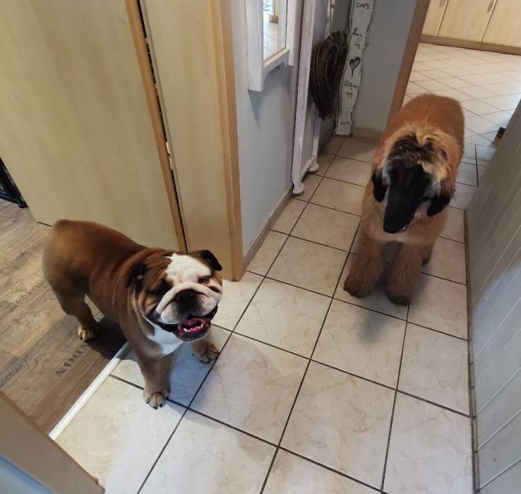 Bilder H.O.N.A.S - Mobile Hundeschule