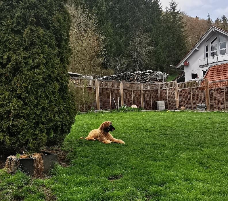 Bilder H.O.N.A.S - Mobile Hundeschule