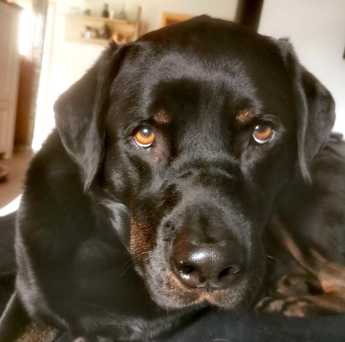 Bilder H.O.N.A.S - Mobile Hundeschule