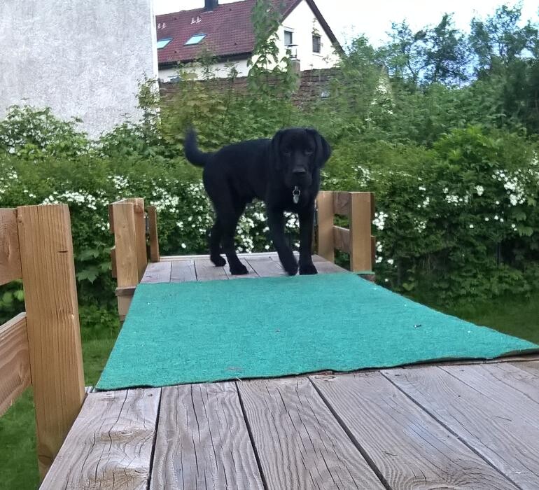 Bilder H.O.N.A.S - Mobile Hundeschule