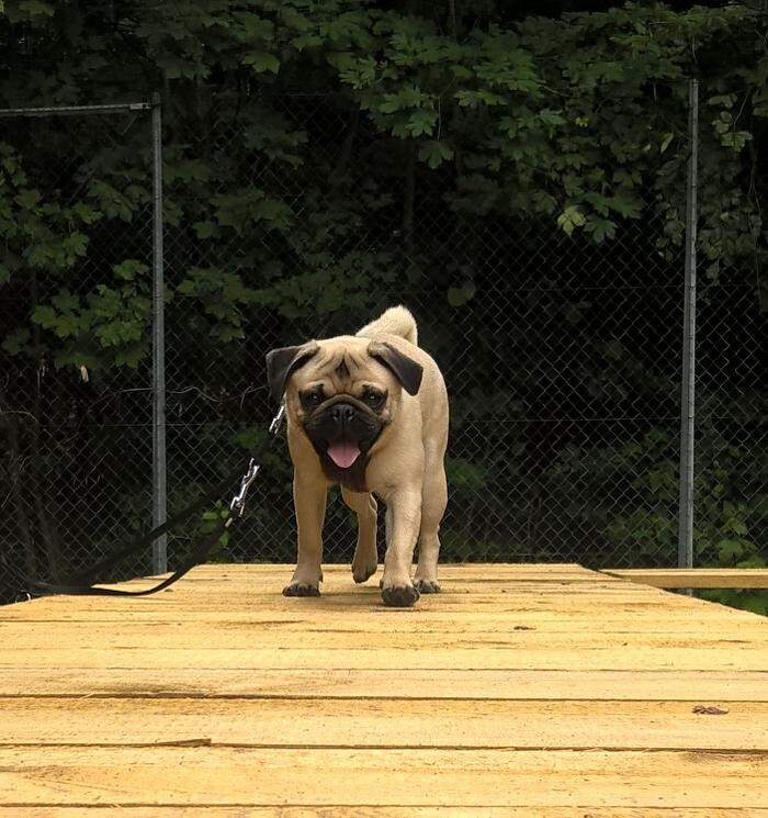 Bilder H.O.N.A.S - Mobile Hundeschule