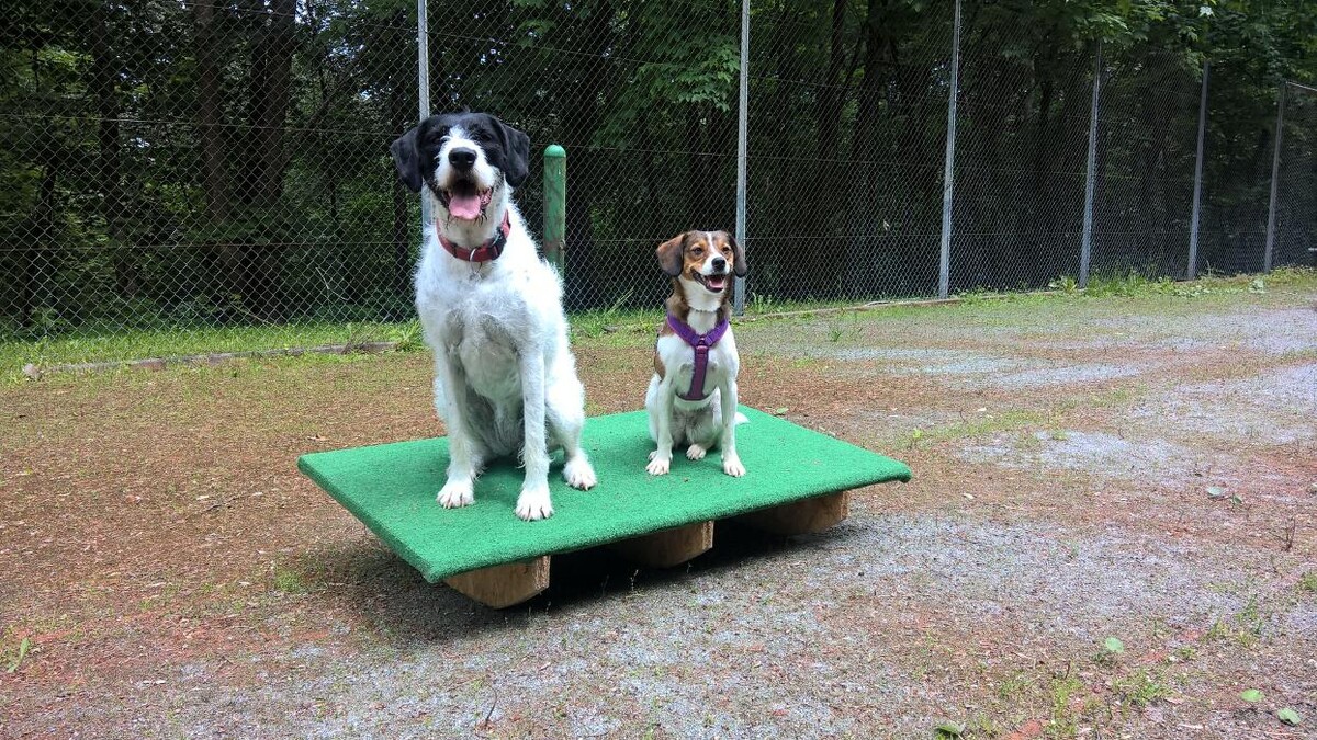 Bilder H.O.N.A.S - Mobile Hundeschule