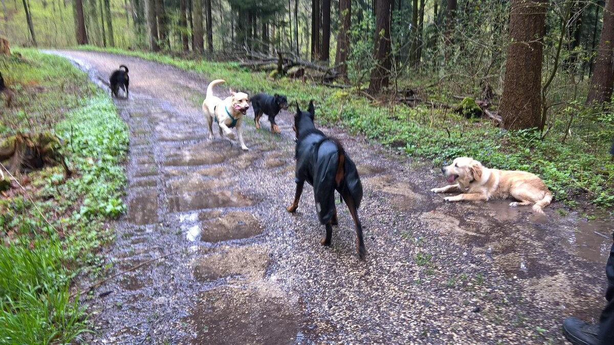 Bilder H.O.N.A.S - Mobile Hundeschule