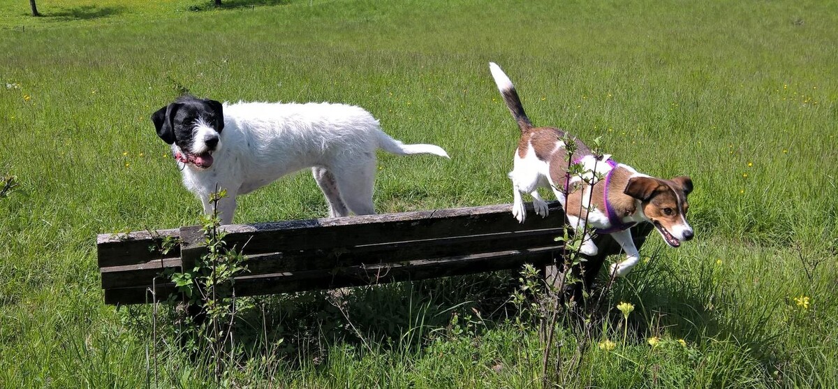 Bilder H.O.N.A.S - Mobile Hundeschule