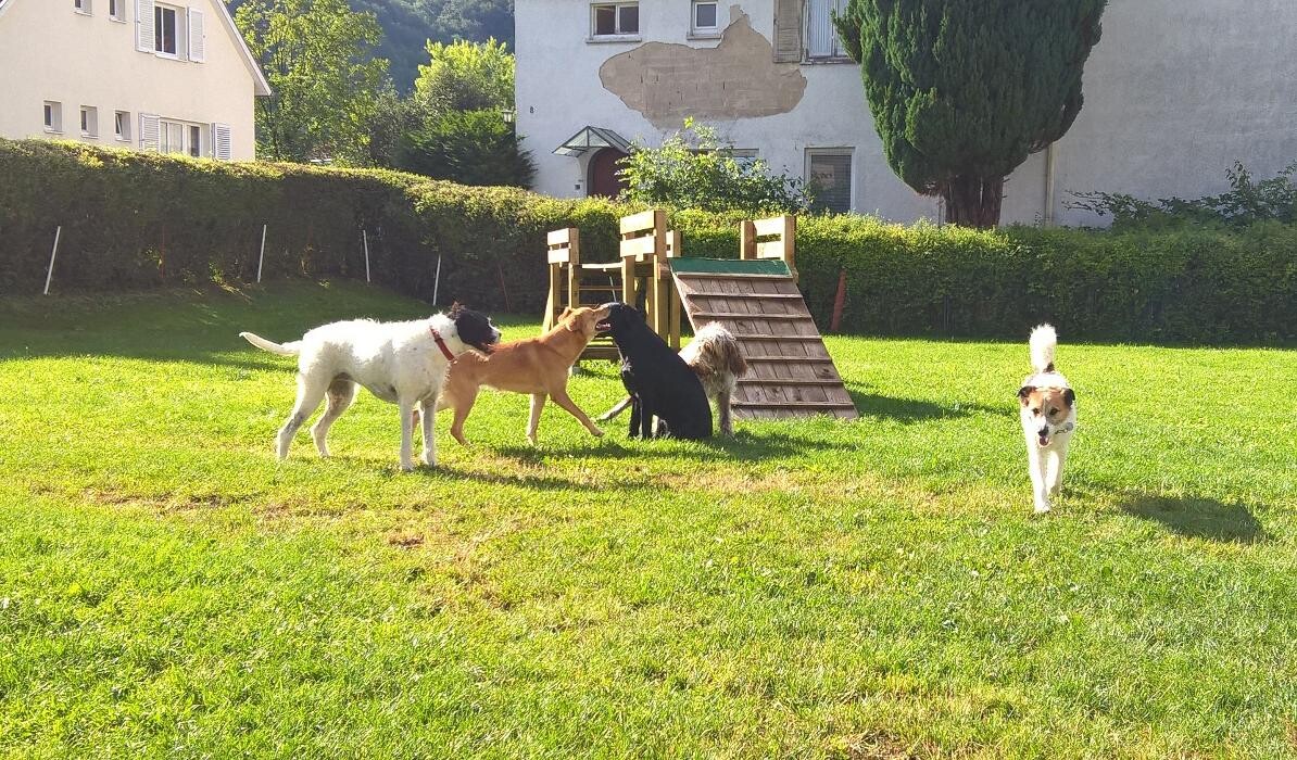 Bilder H.O.N.A.S - Mobile Hundeschule