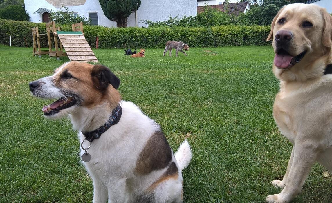 Bilder H.O.N.A.S - Mobile Hundeschule