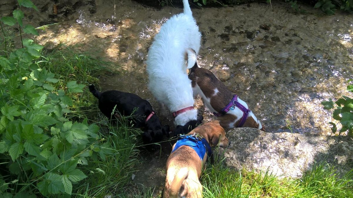 Bilder H.O.N.A.S - Mobile Hundeschule