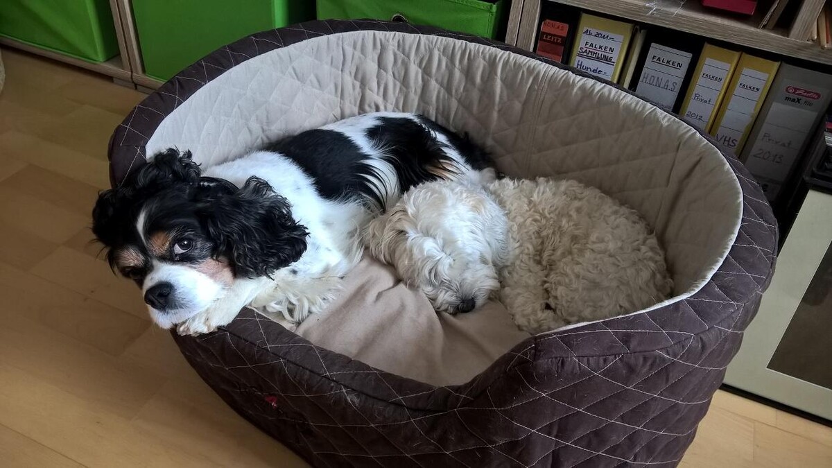 Bilder H.O.N.A.S - Mobile Hundeschule