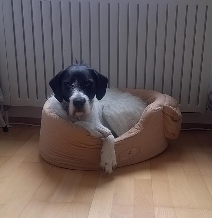 Bilder H.O.N.A.S - Mobile Hundeschule