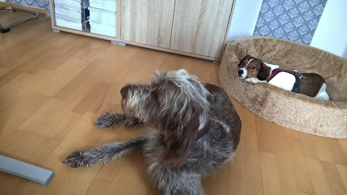 Bilder H.O.N.A.S - Mobile Hundeschule