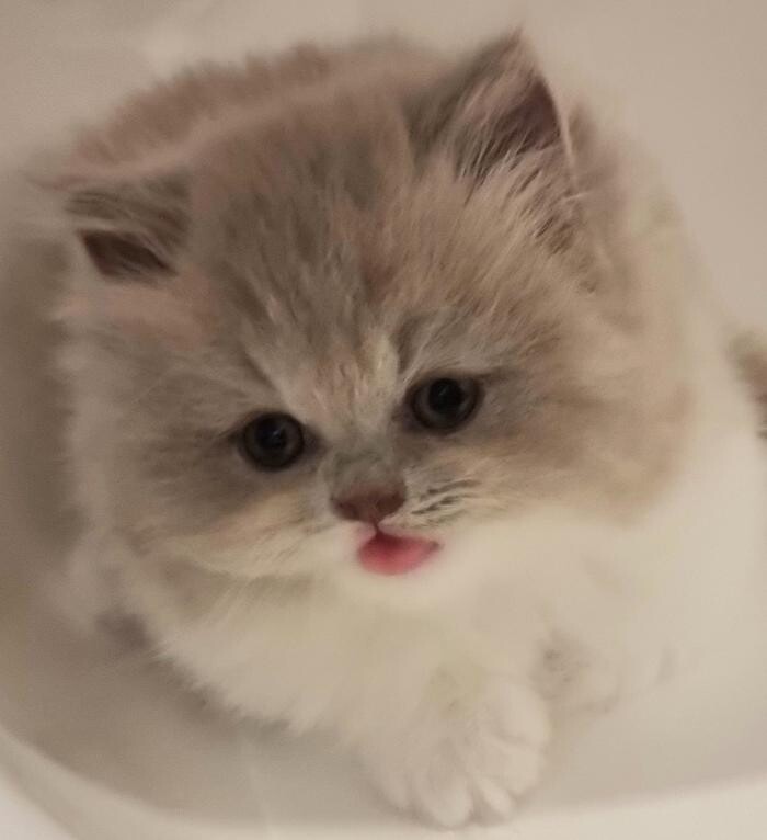 Bilder BKH und BLH Zucht Cattery vom Wunderwald
