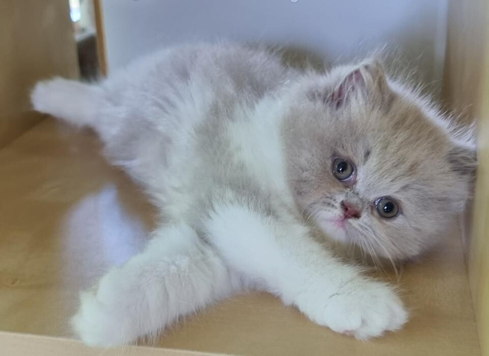 Bilder BKH und BLH Zucht Cattery vom Wunderwald