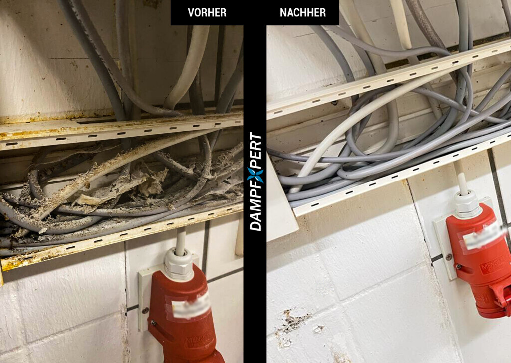 Bilder DampfXpert Reinigung & Desinfektion