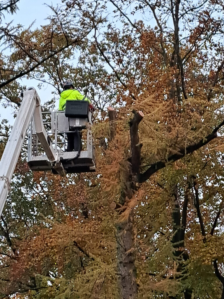 Bilder BSG Baumpflege Service Gärtner