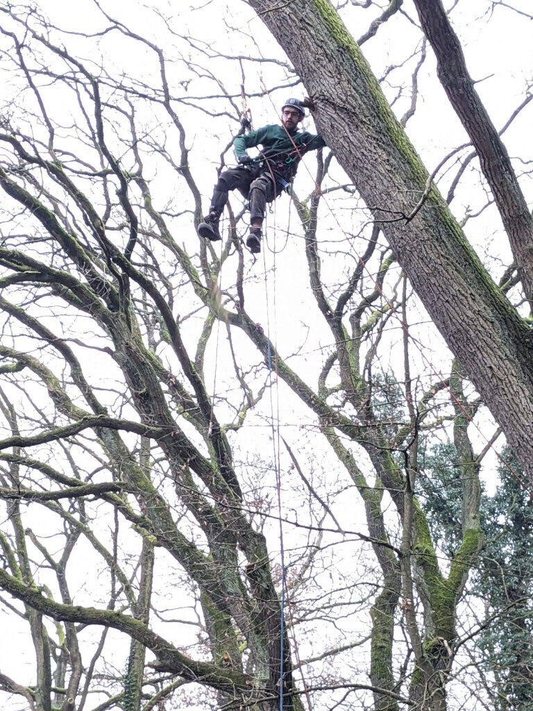 Bilder BSG Baumpflege Service Gärtner